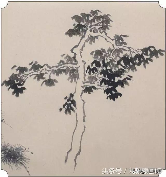 梧桐树的画法图片