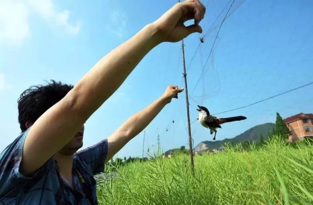 勸君莫食三春蛙,百千生命在腹中.勸君莫打三春鳥,子在巢中待母歸.