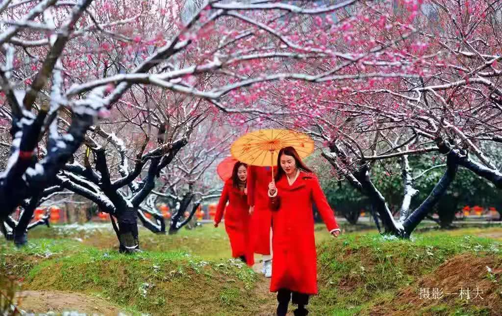 雪中賞梅——嵖岈山溫泉小鎮梅園