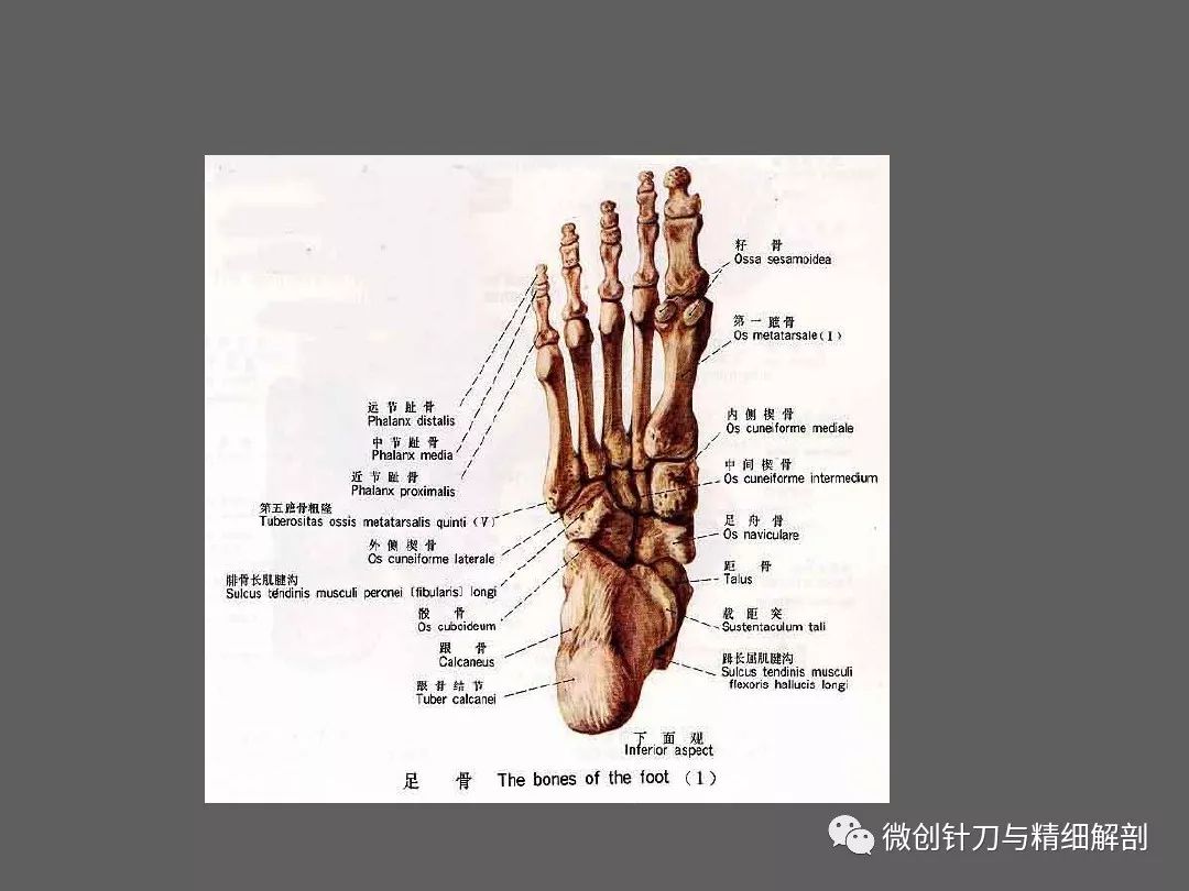 人体骨骼解剖学