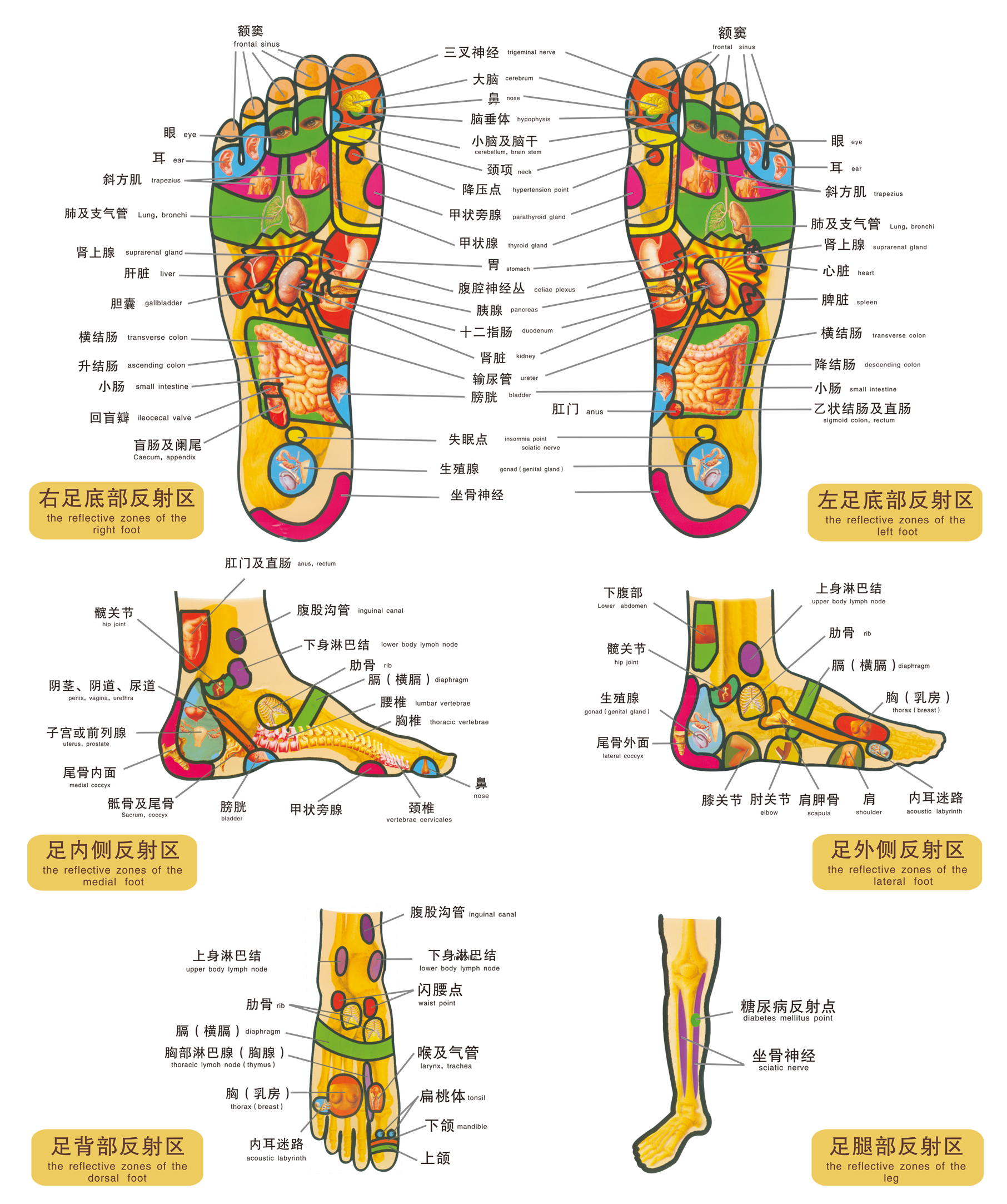脚在人体最底部,血液中的尿酸晶等有害物质沉积在脚底,不利健康
