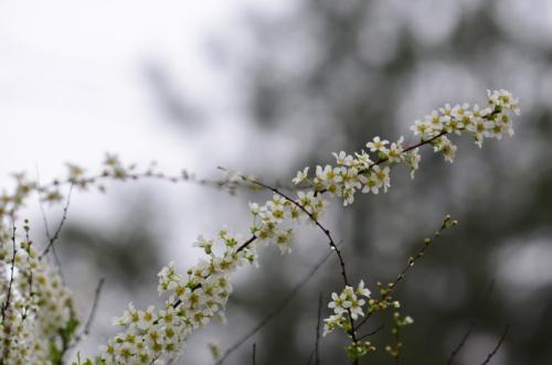 星連文學社河南詩人王書成春雨新韻