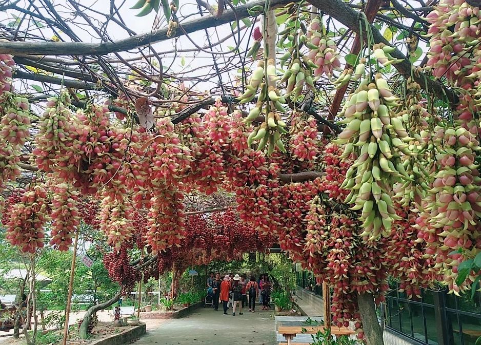 广东禾雀花种苗基地图片