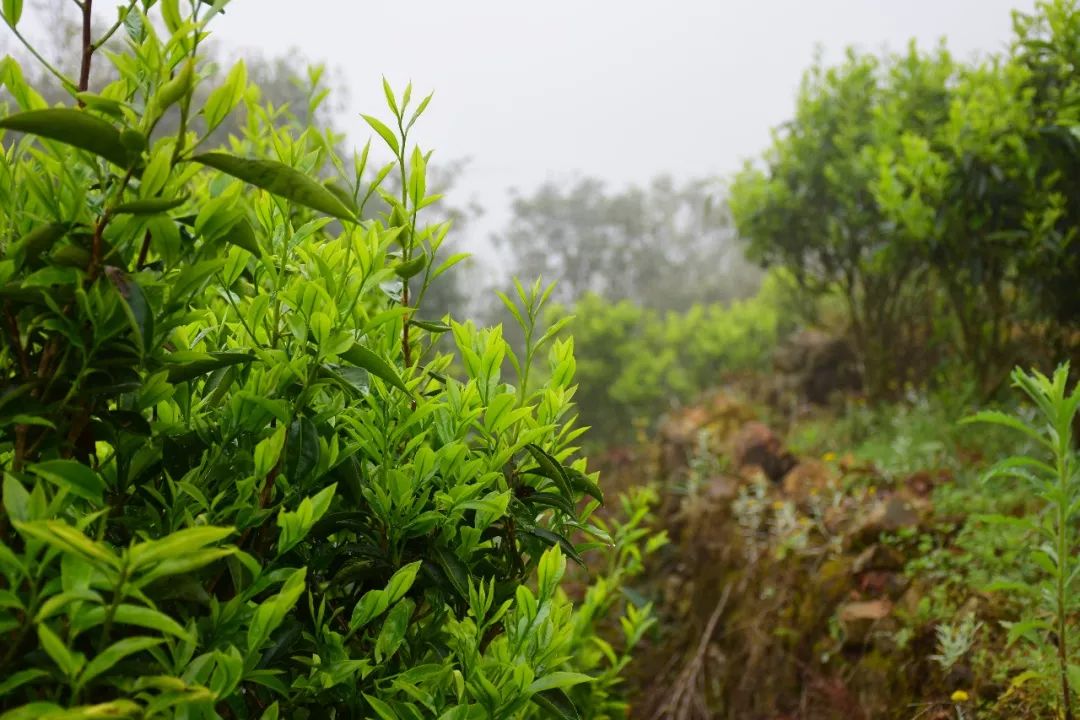 云雾孕育单丛茶