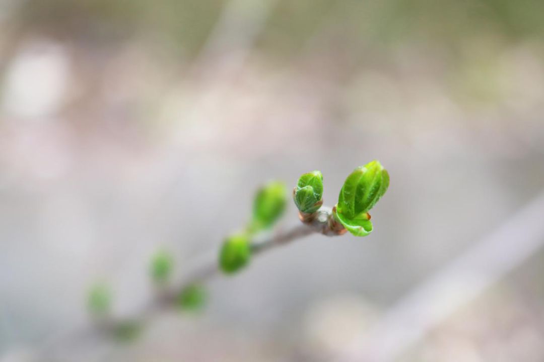 嫩绿的芽儿暗示着 春的脚步慢慢靠近 在学习路上 捕捉一抹鲜嫩的绿