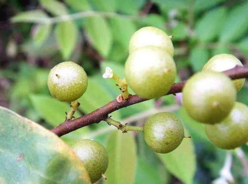 除了果實能吃外,酸藤子樹的葉子曬乾後也能用來泡茶喝,據說有很好的清