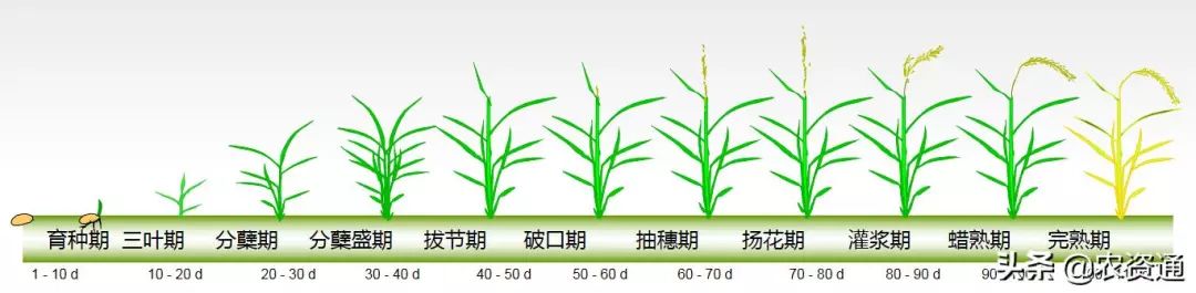 大米生长周期图片