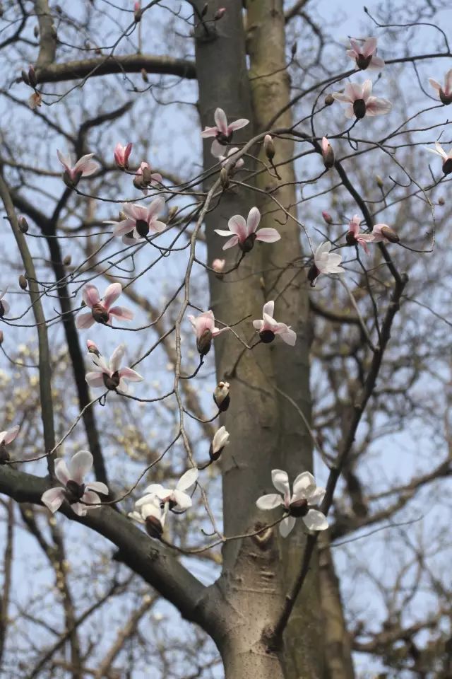 天目木兰(天目木兰别名)