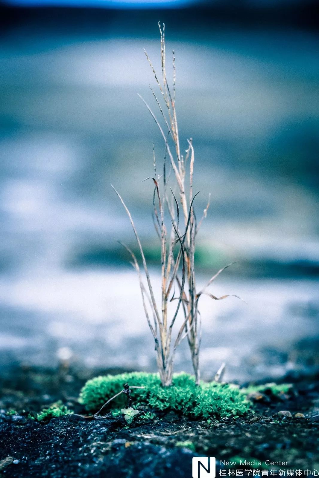 蒼玉圭影,苔蘚綠青青;卻不知它當初她的芽兒,浸透了多少淚泉.