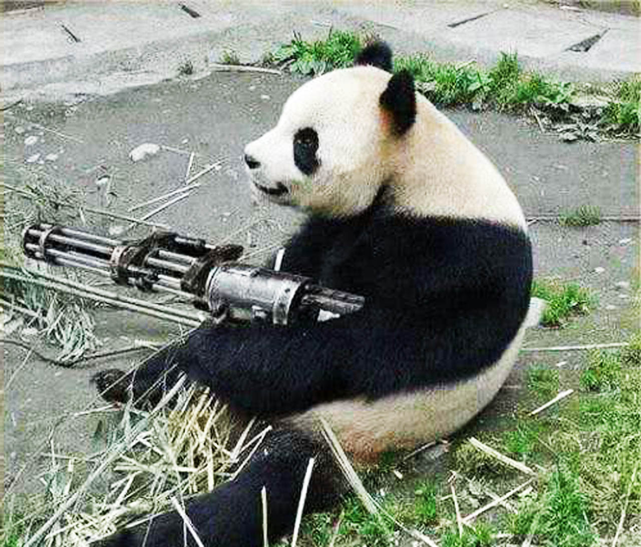 大熊猫有天敌吗图片
