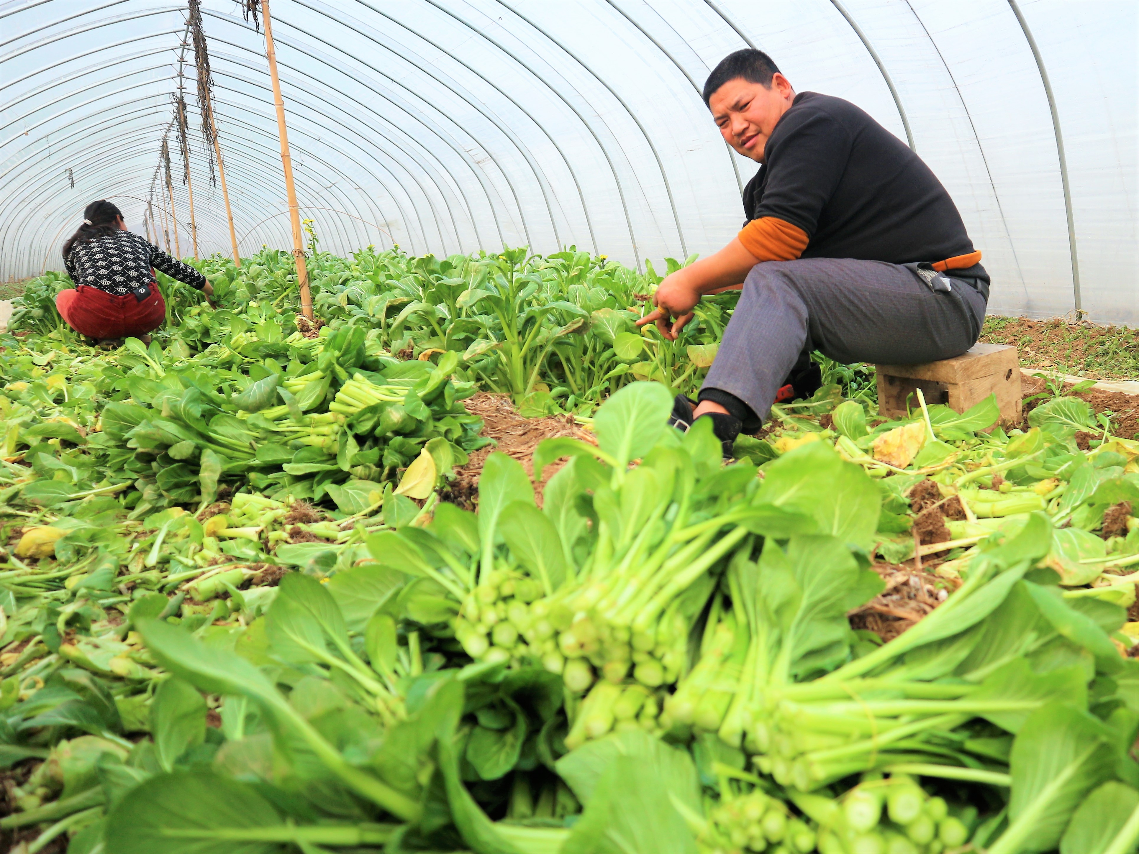 农民种植一种蔬菜,60天亩赚3000元,值得借鉴吗?