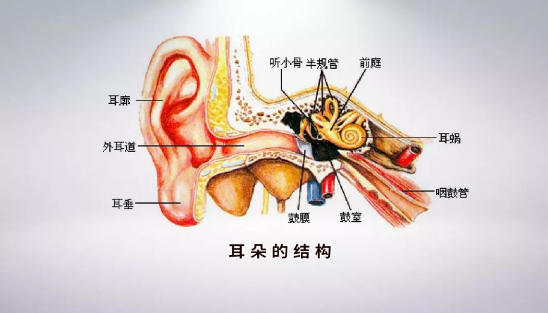 耳朵里的图片结构图图片