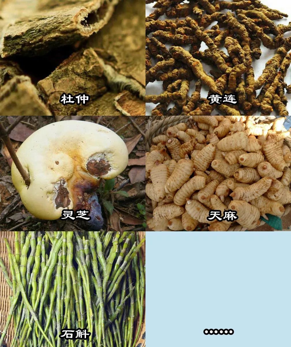 贵州五大名药材图片
