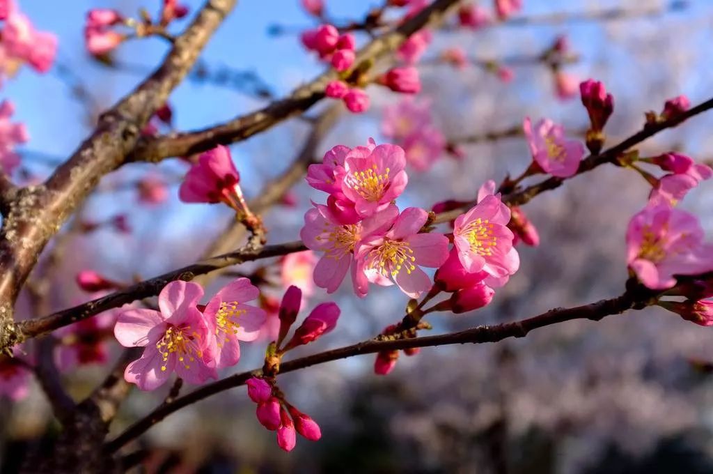 揭西樱花山谷图片图片