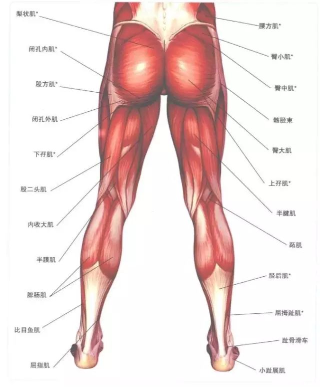 大腿前群肌解剖图图片