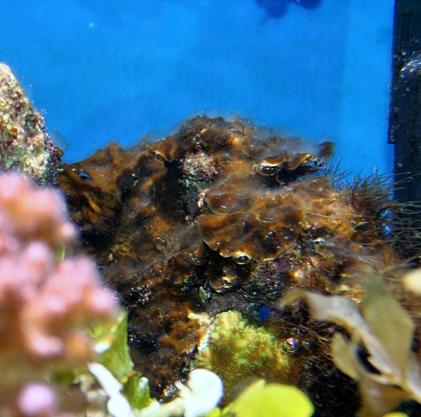 海缸的控藻褐藻的处理与治疗