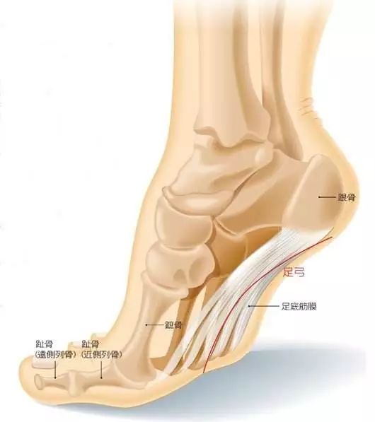 脚底,形成一个天然的人体避震器,有强壮的韧带,肌腱协助承受我们全身