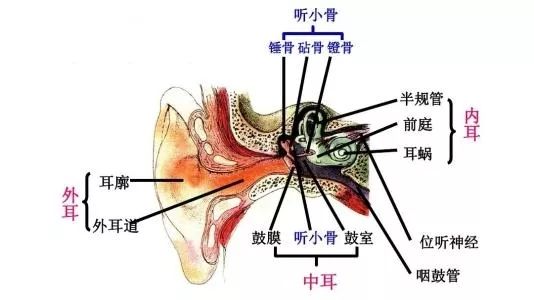 膜迷路解剖结构图图片