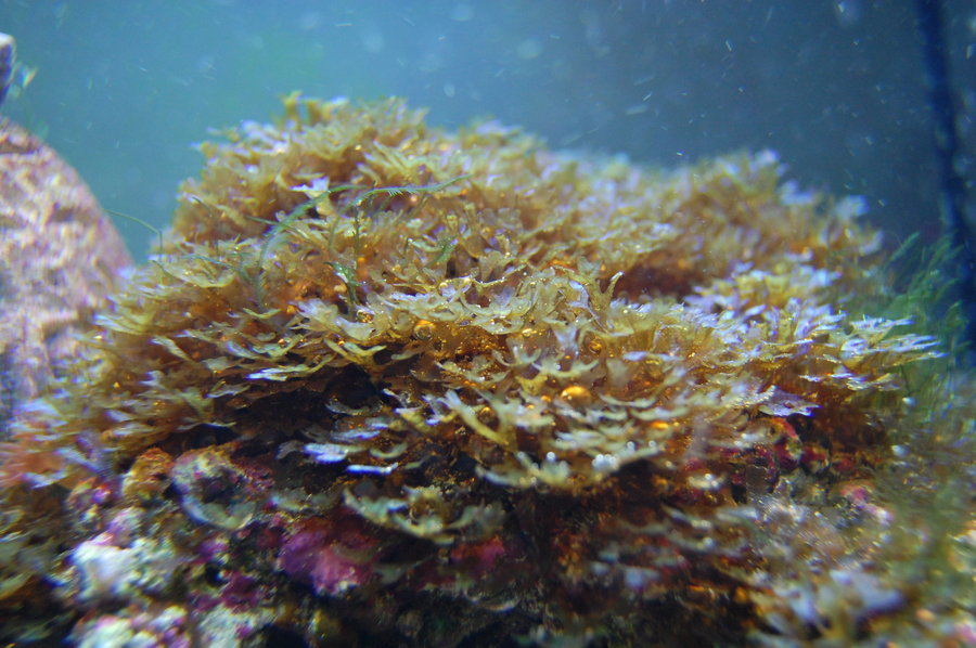 海缸的控藻褐藻的处理与治疗