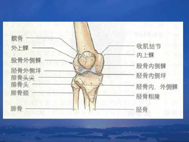 膝关节解剖你熟记了么