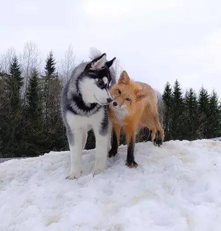 狐狸与狗的混血图片