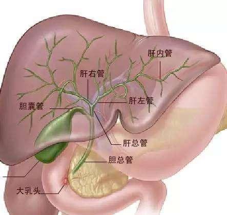 老年胆囊炎的防治