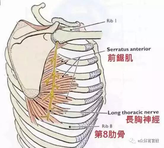 性感鲨鱼线——被忽视的前锯肌锻炼方法