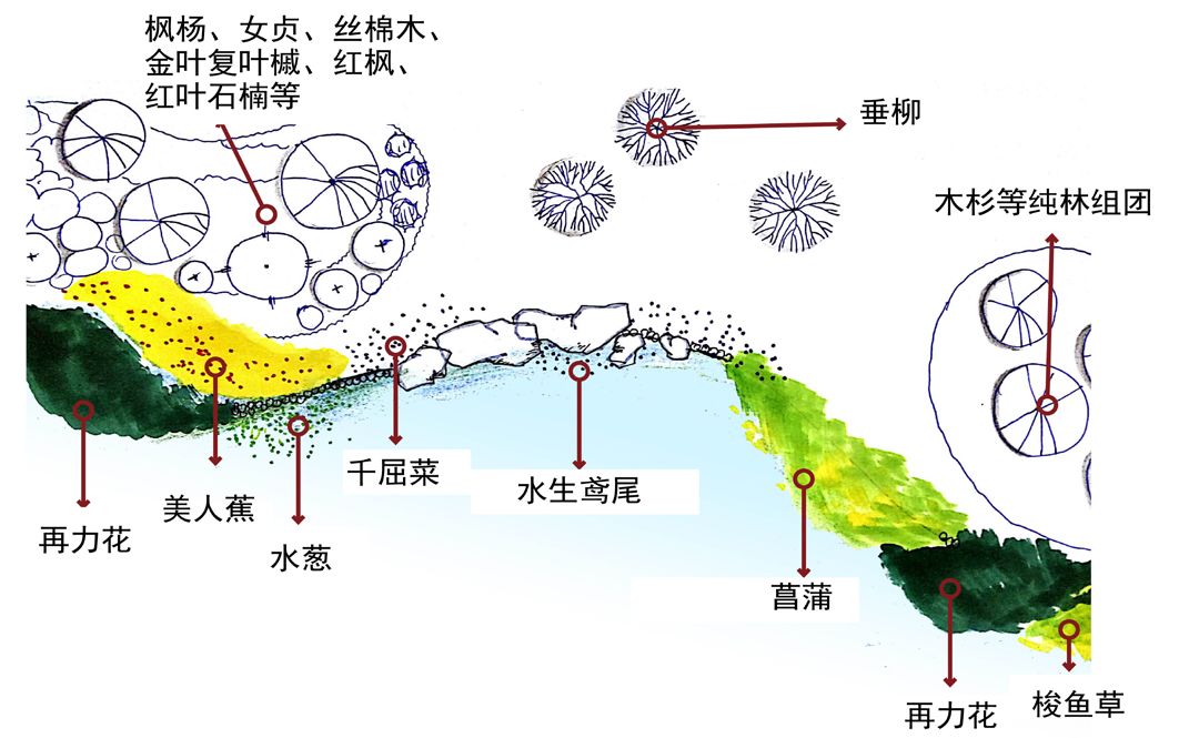 基础的水生植物配置平面示意图在岸线凸出处,可用形体高大,厚重