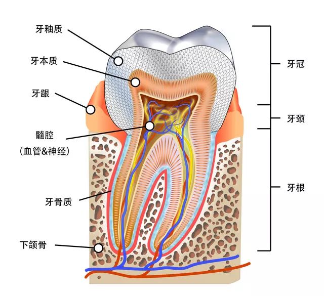 牙体硬组织包括牙釉质(俗称珐琅质),牙本质(俗称象牙质)和牙骨质