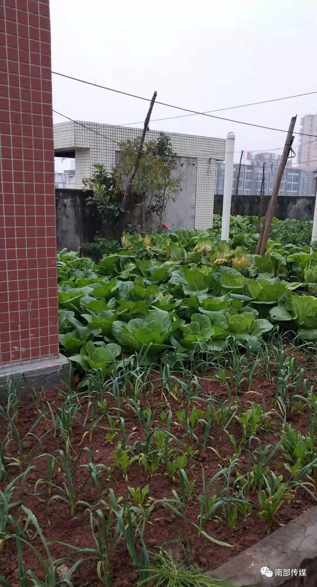 網曝南部某小區樓頂被強佔違搭違建種菜種花養雞養鴨養魚