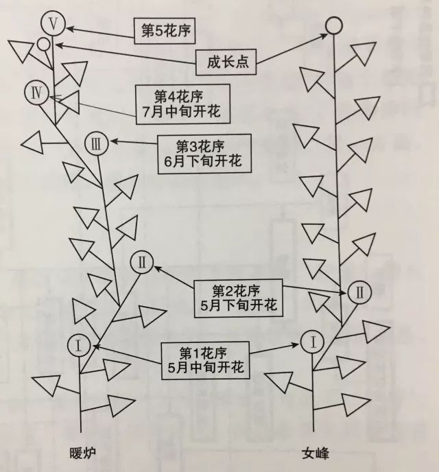 第二花序后就会从生殖生长转到营养生长,不再长出花序;四季草莓在发生