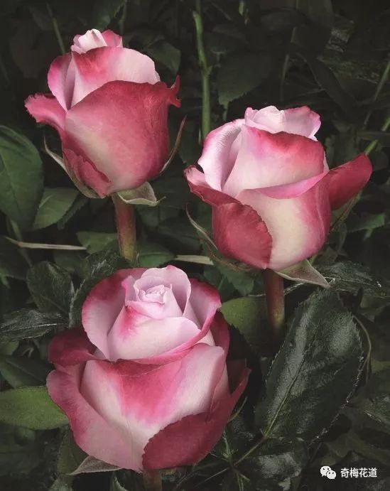 五款新颖双色玫瑰每一款都美到窒息