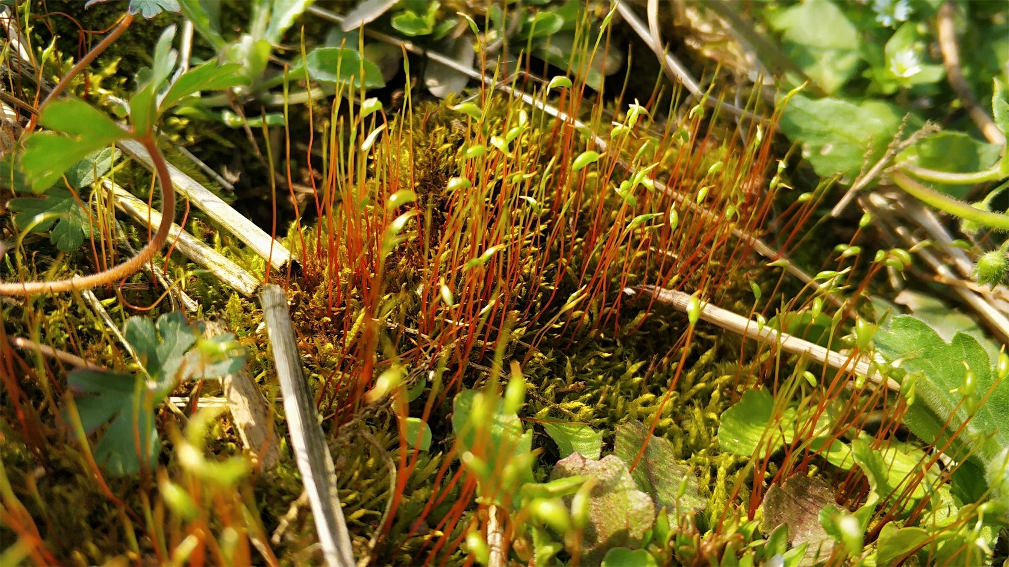 很多朋友可能不认识金发藓,其实在算是很常见的一种野生苔藓植物,不过
