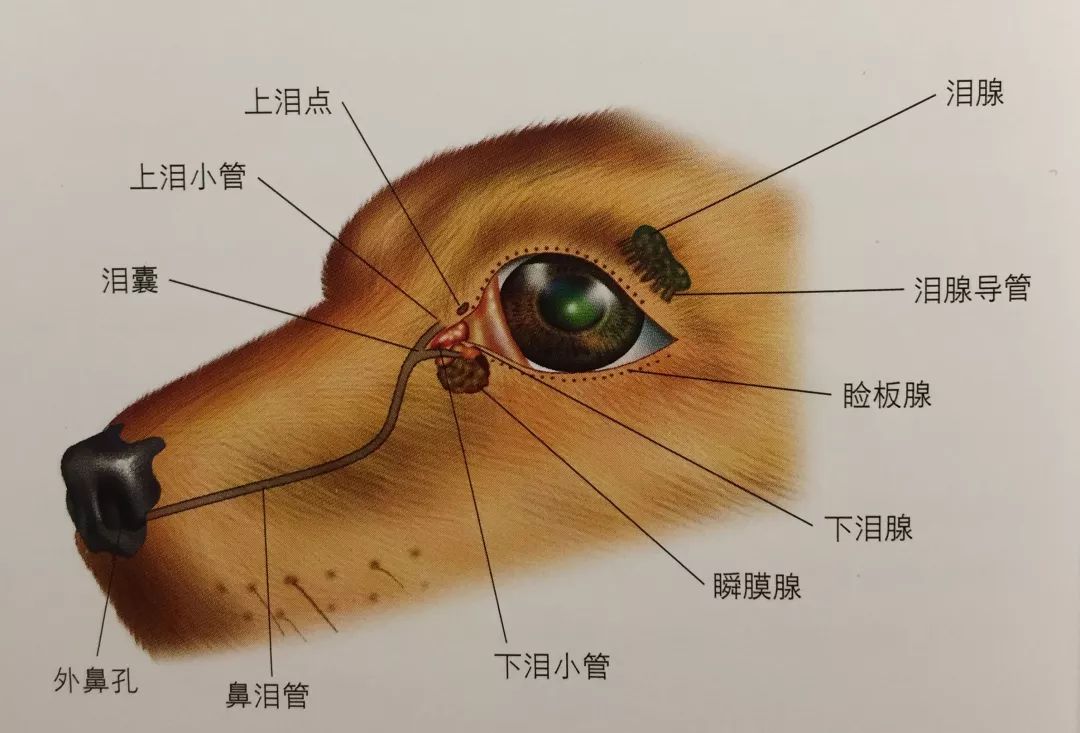 狗鼻子解剖结构图解图片