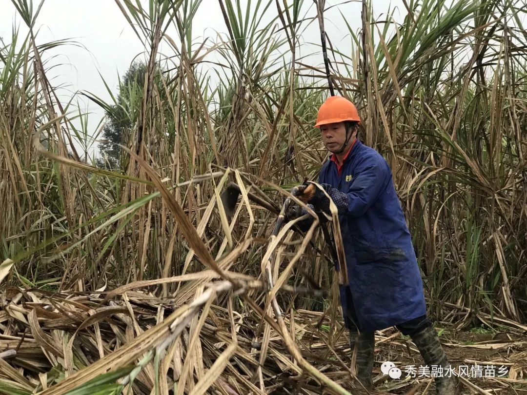 甜蜜产业有收获 幸福生活蔗里来