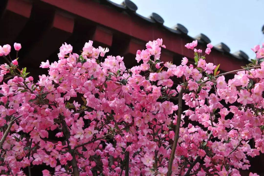 櫻花雨推薦:經緯廣場,紫荊山公園,動物園,碧沙崗公園,人民公園,鄭州