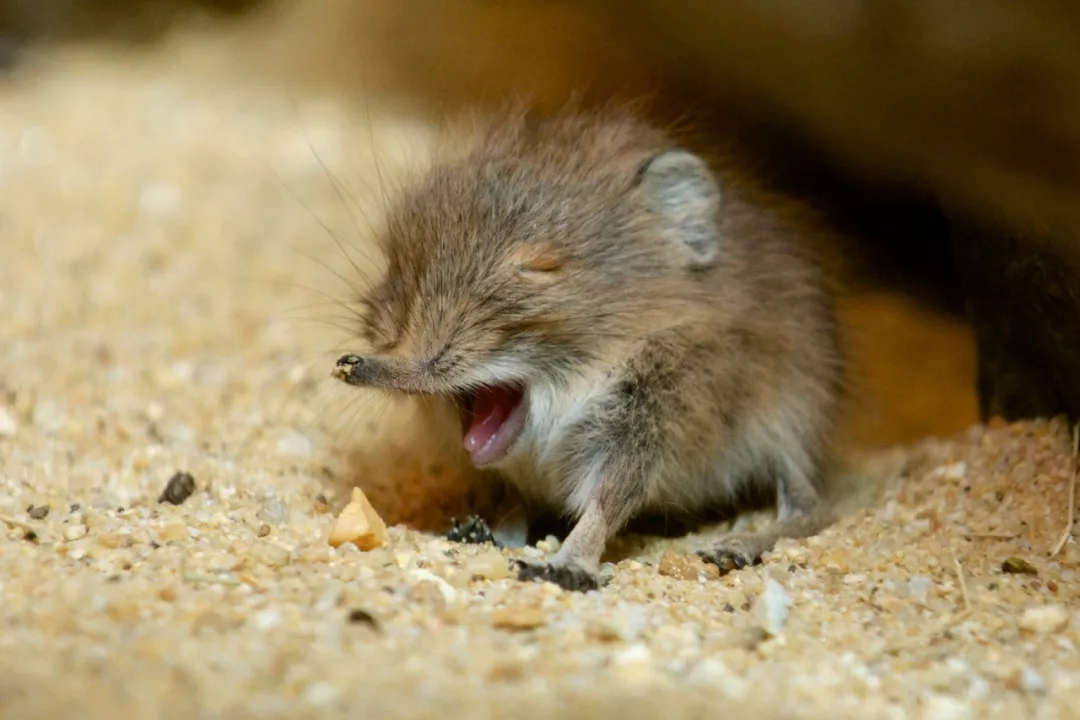 48姓名:象鼩英文名:elephant shrew體長:10~30cm體重:50～500g科屬