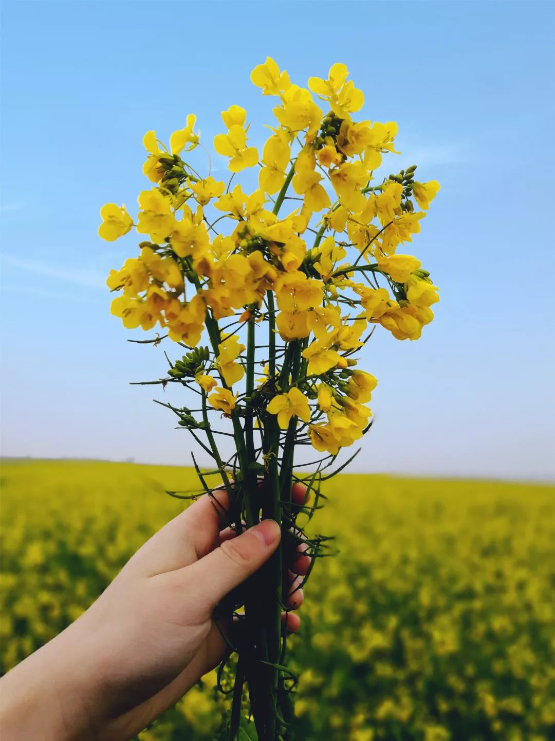 今天,太阳公公终于出来了,油菜花开的季节,美哭了!