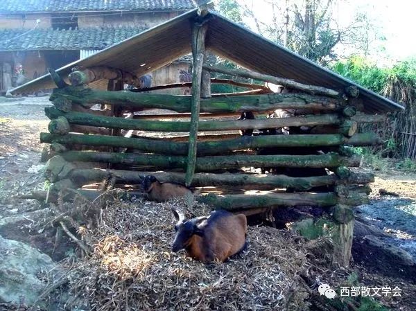 农村单排牛棚内景图片图片