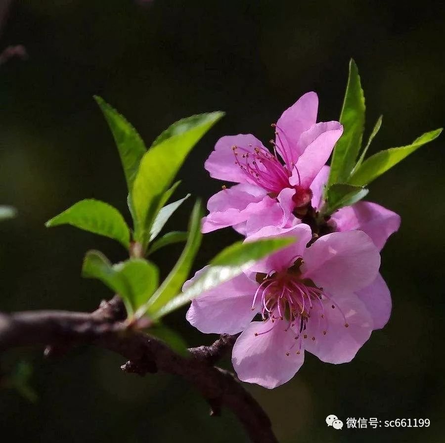 《桃花庵歌》--唐伯虎桃花塢裡桃花庵,桃花庵下桃花仙;桃花仙人種桃樹