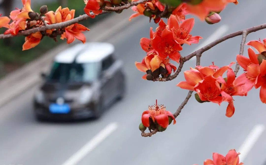 黄花风铃木和木棉花图片