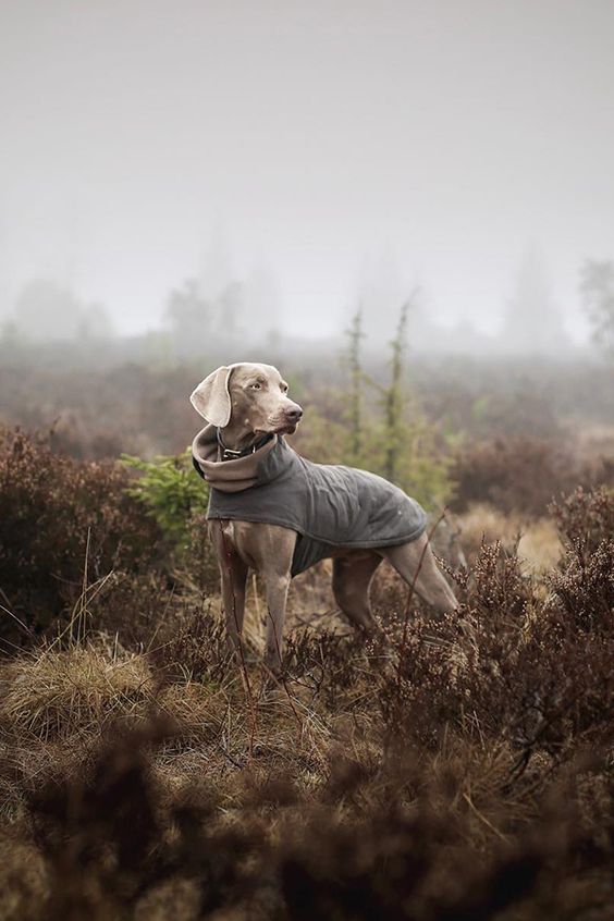 原創
            狩獵野獸的神秘猛犬，被德國封塵百年，至今禁止出口 未分類 第1張
