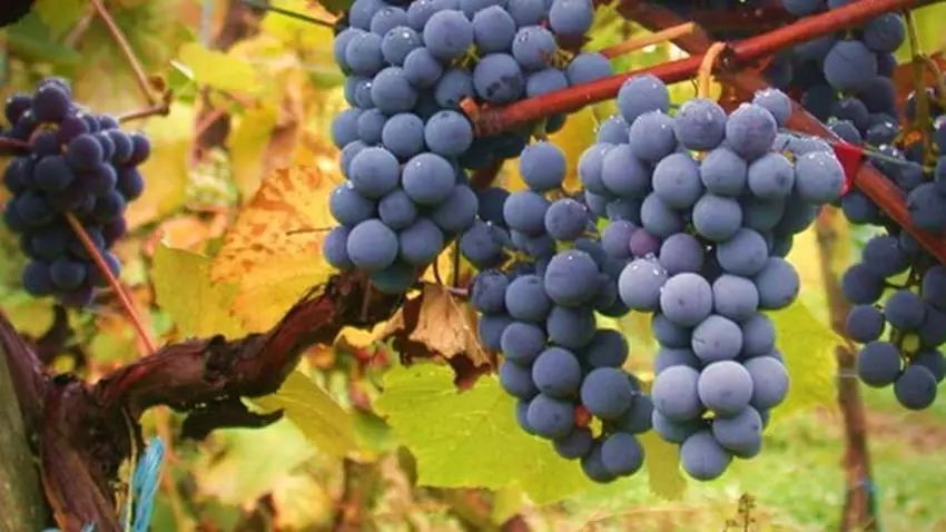 博若莱葡萄品种图片