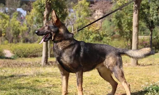 昆明犬是公安部昆明警犬基地自行培育的犬种