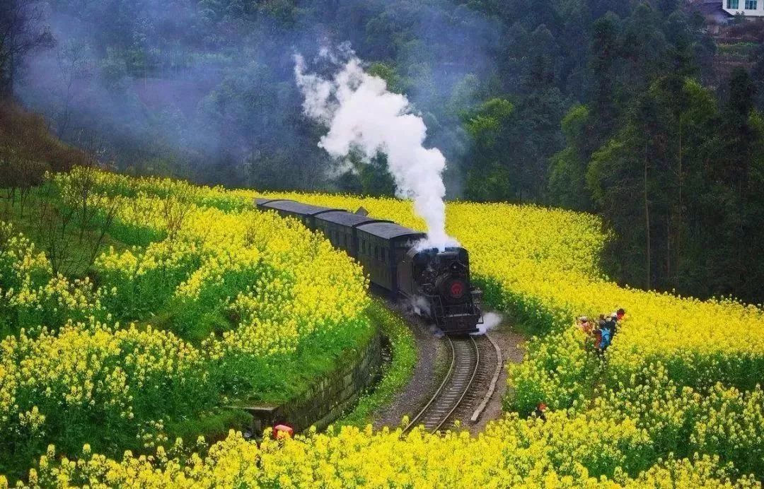 緩緩穿過花海的 嘉陽蒸汽小火車