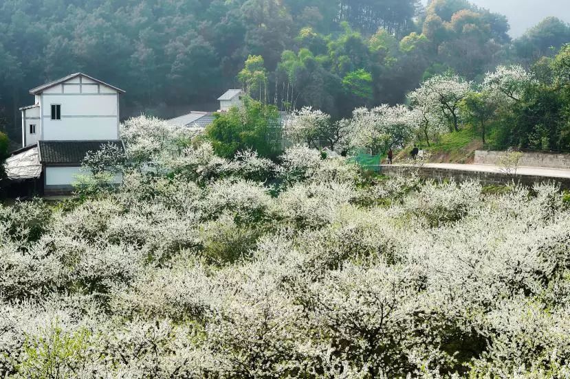 重庆·金凤 2019赏花旅游季 暨第十一届梨花节 将在 金凤镇九凤村