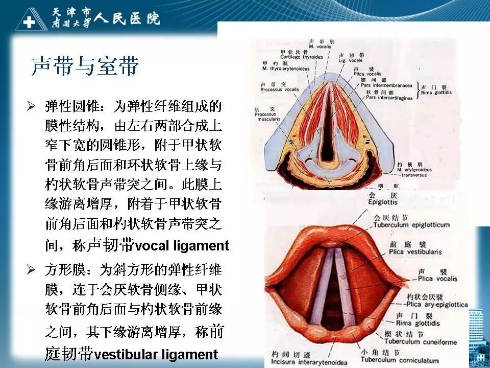 喉的应用解剖与影像解剖影像天地