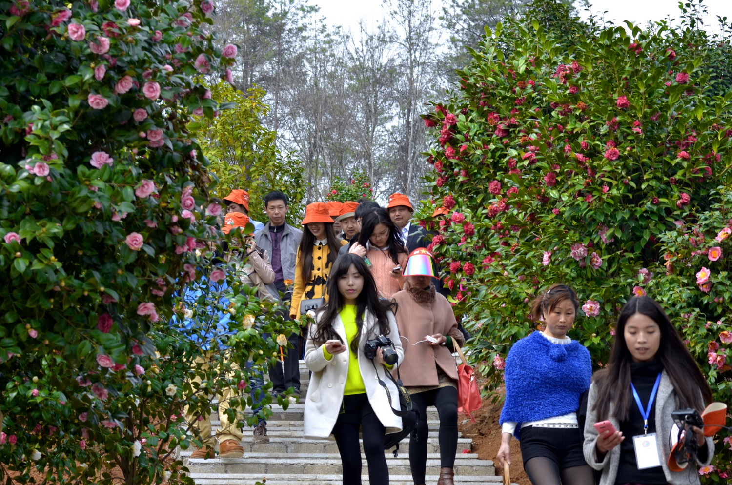 京山茶花源赏花正当时