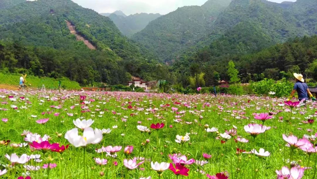 門 山 花 海 當然,雲門山風景區好玩的 不僅有刺激的玻璃橋 還有花海