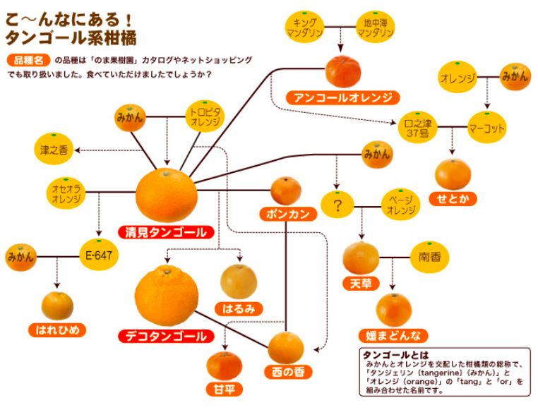 原来从基因里她就赢了!